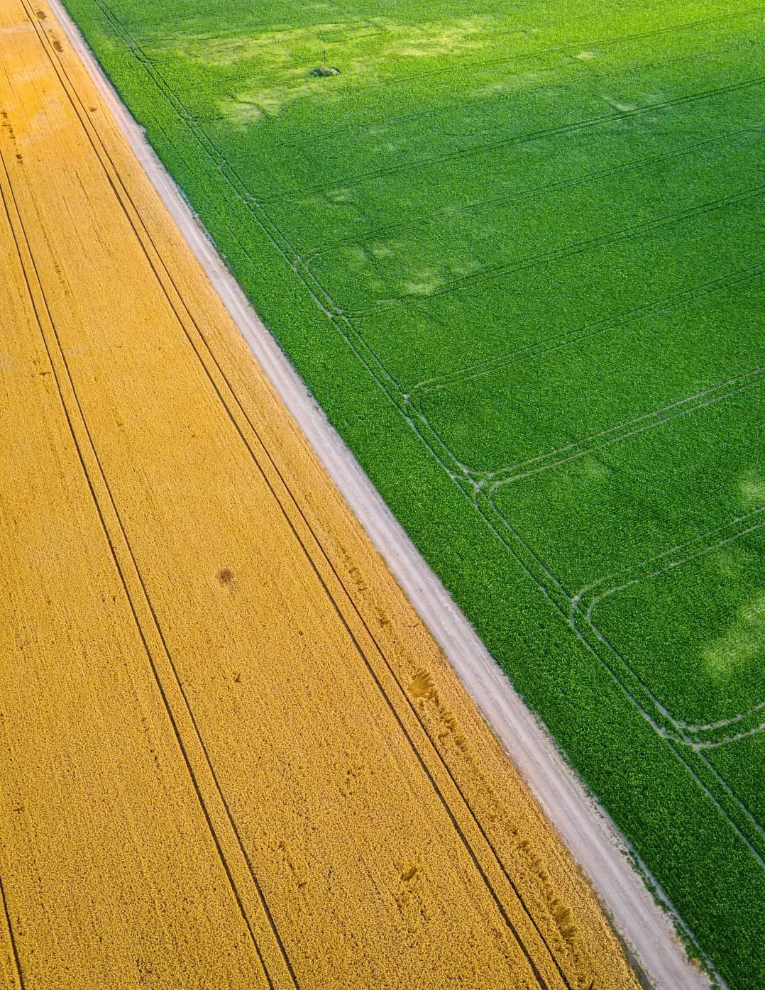 Greenfield Arable 11
