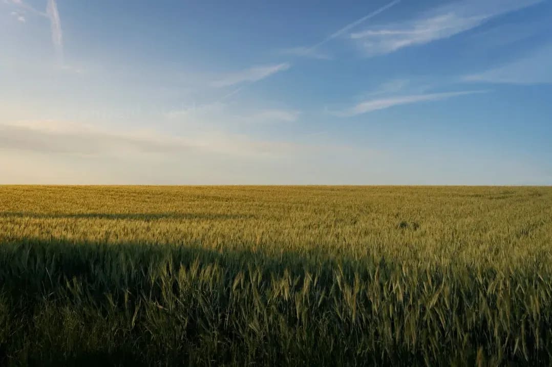 Greenfield Arable 2
